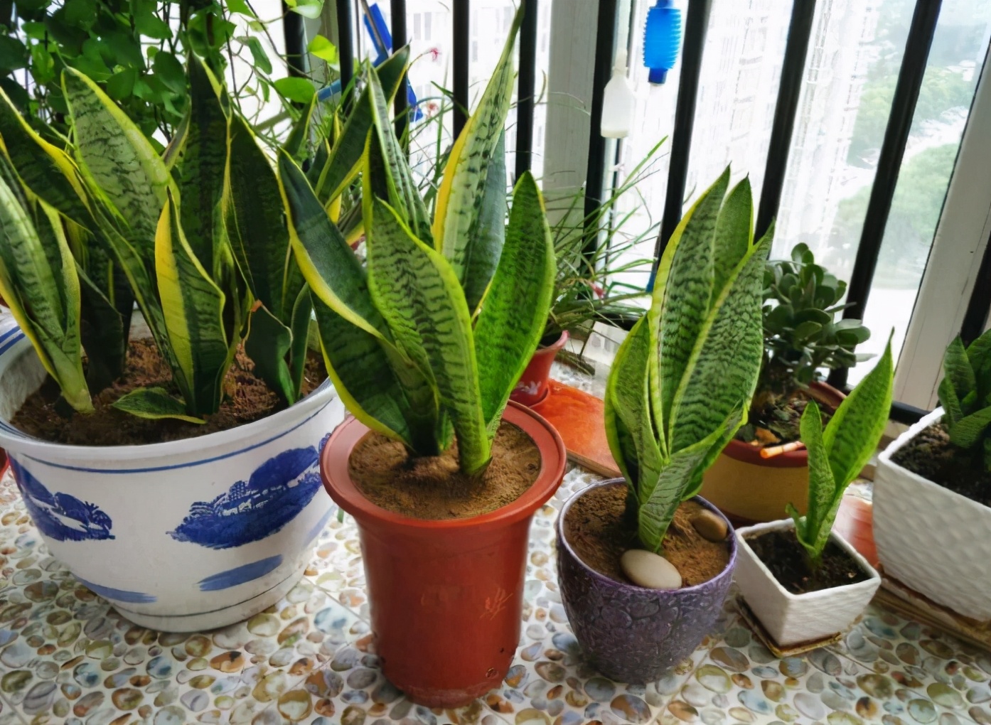 虎皮兰浇水的正确方法(虎皮兰的养殖方法和浇水)