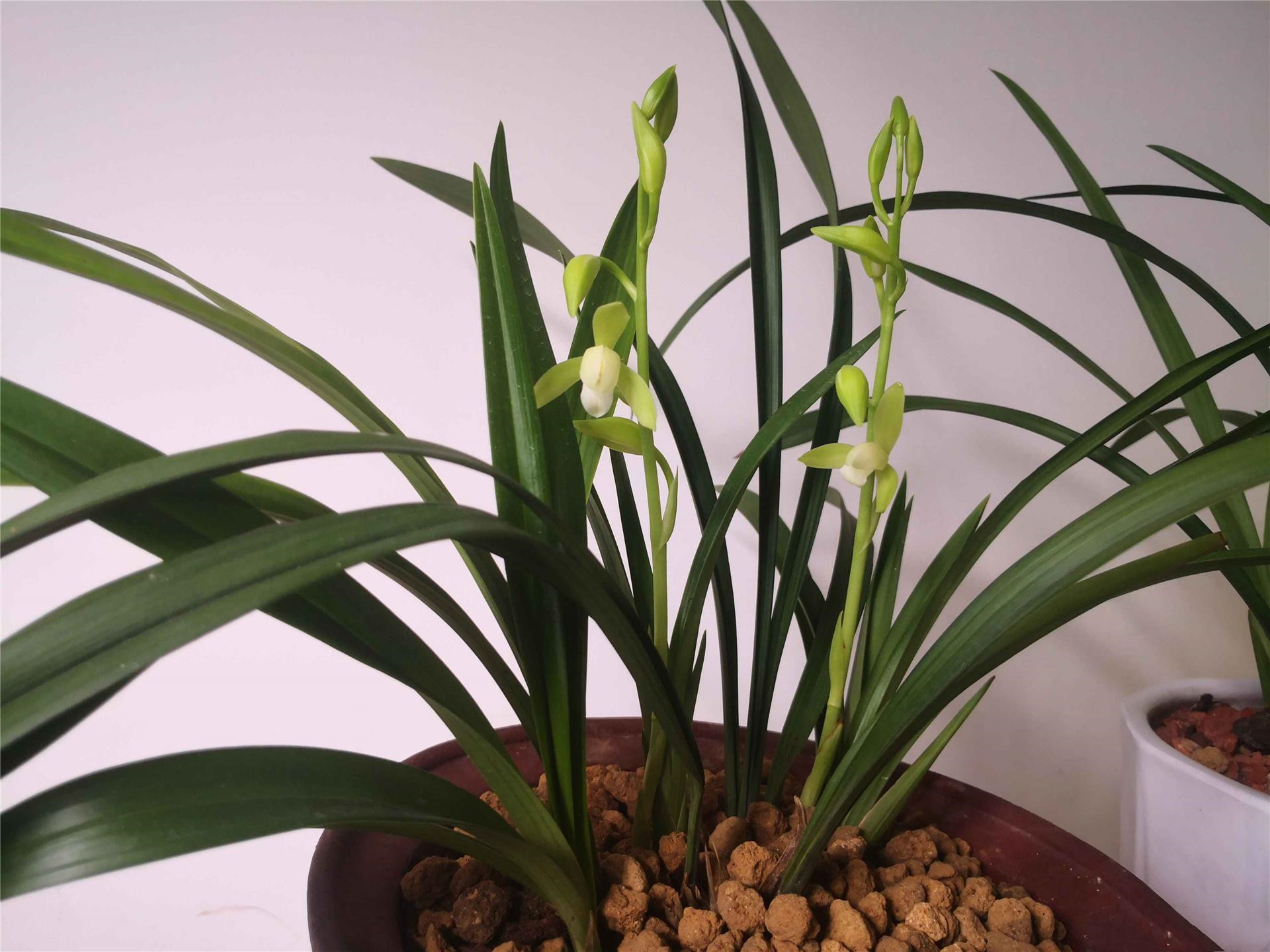 最便宜的建兰铭品大凤素花色素雅香味扑鼻