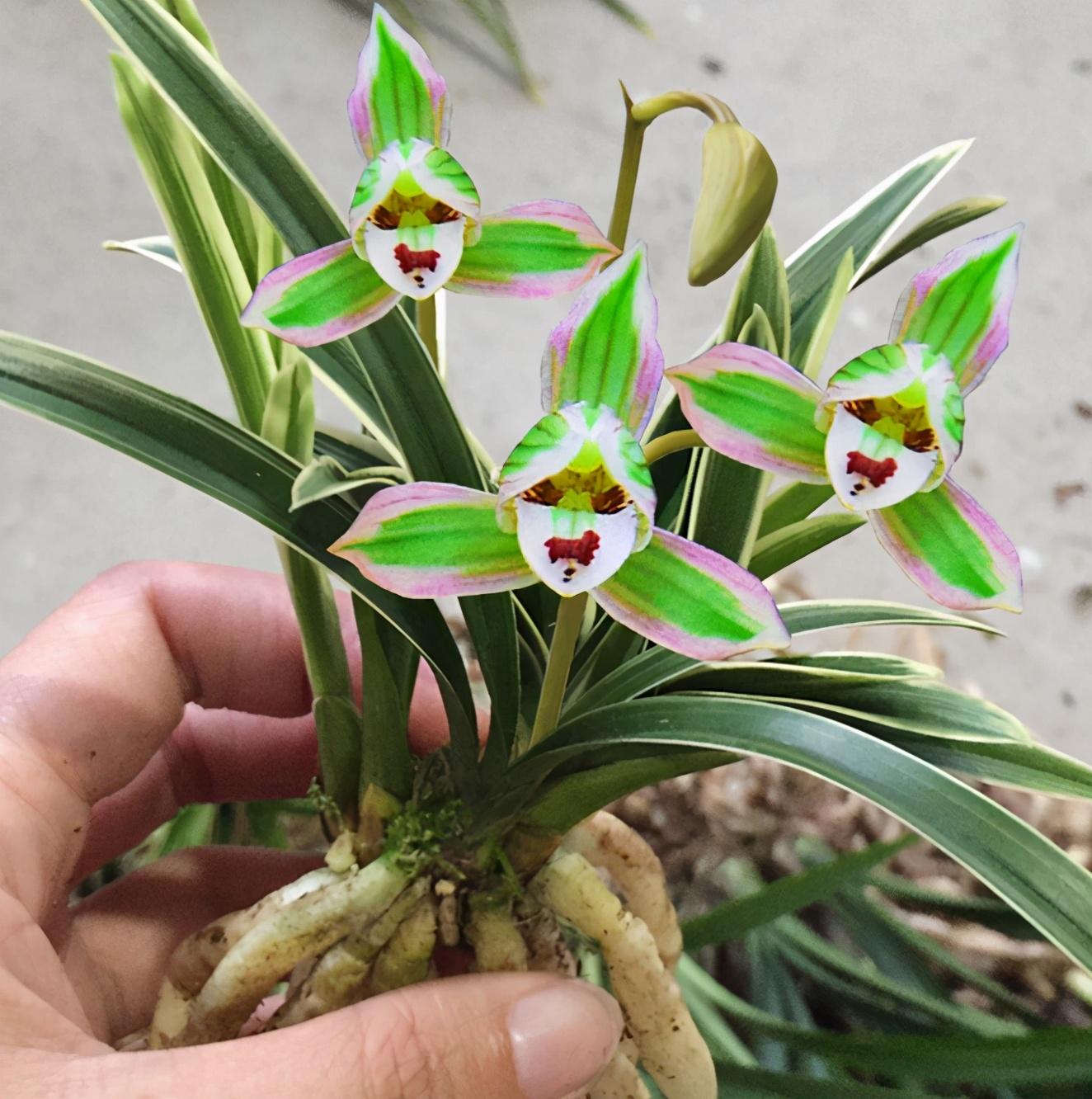 兰花界的新宠"矮种帝王妃",花色鲜艳,芳香四溢!