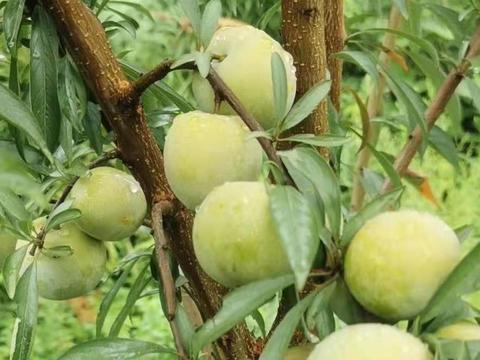 蜂糖李落花落果多,记住1个保花保果小配方,李子花壮果多