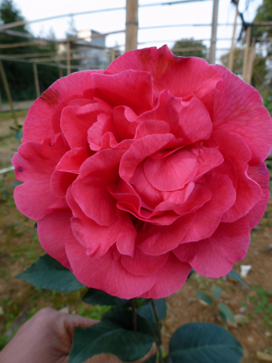 一款适合盆栽的茶花香味堪比香水拥有九心十八瓣