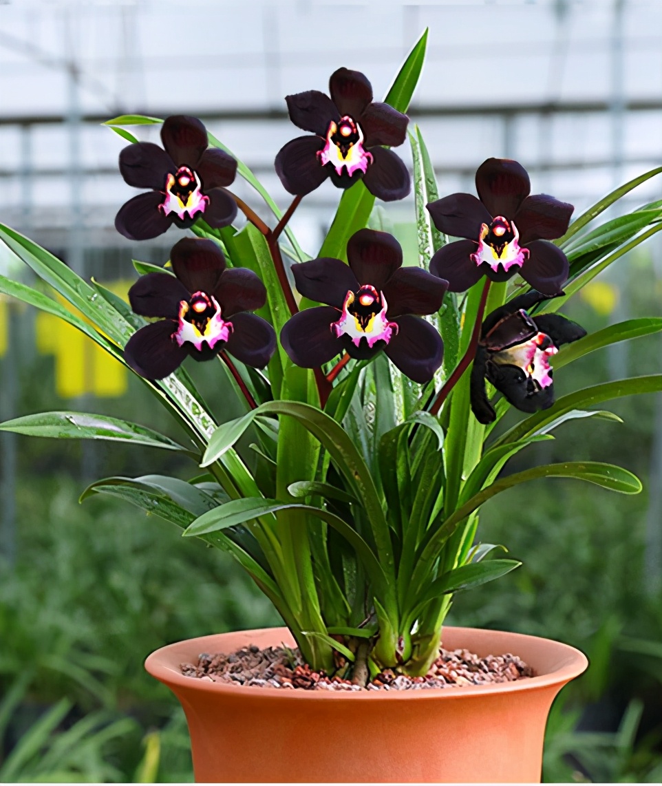 极品墨兰黑雪姬曾一苗难求花色神秘香味浓郁