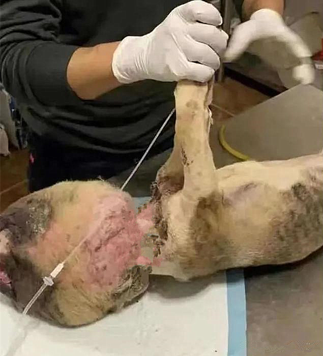 流浪狗头比身体还大以为是被蜜蜂蛰了了解情况后心疼不已