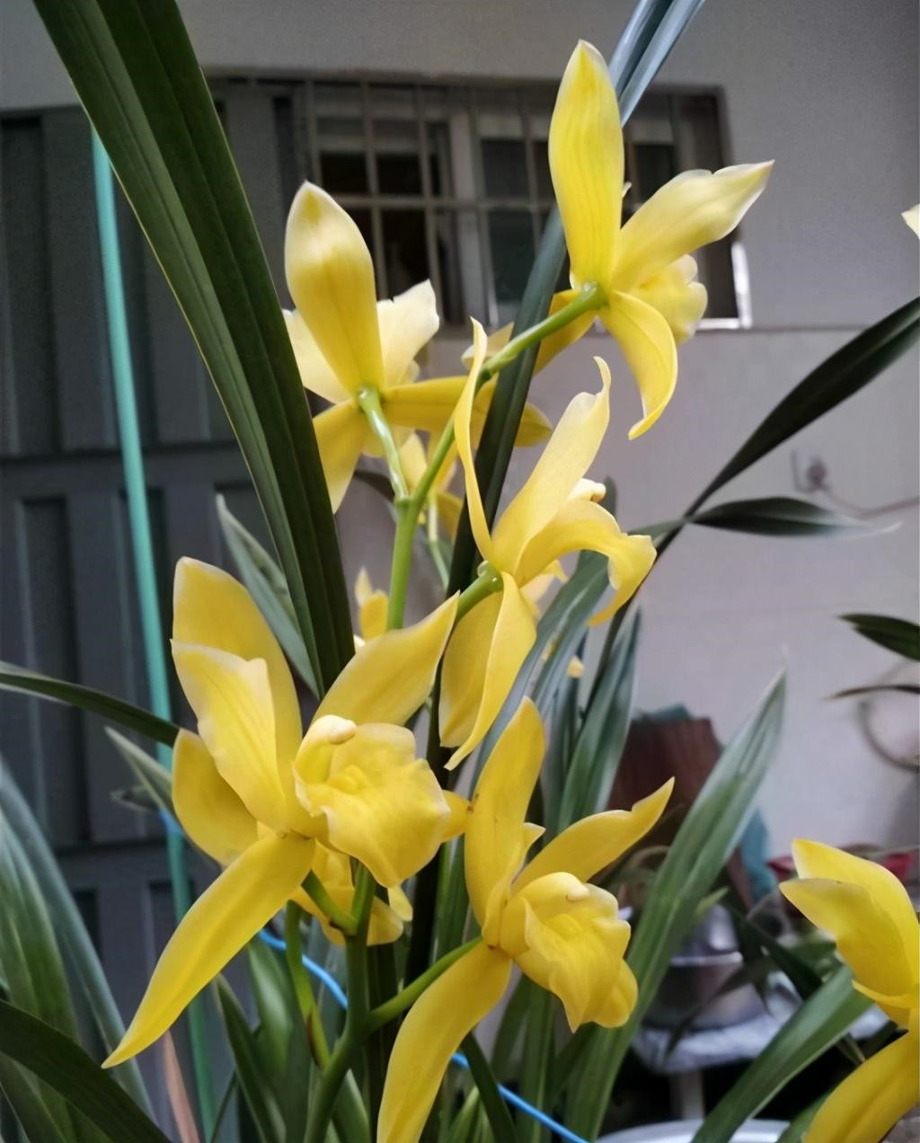 新手养兰首选小神童花色金黄香味扑鼻