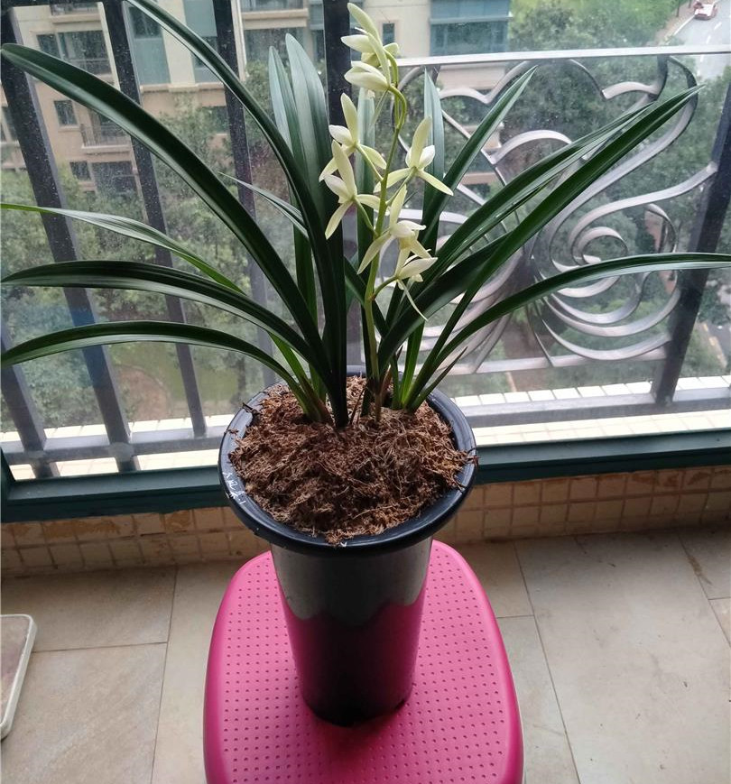 最便宜的建兰铭品大凤素花色素雅香味扑鼻