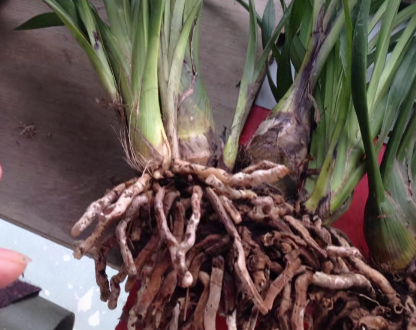 大花蕙兰开完花别扔教你3个养护技巧明年照样开爆盆