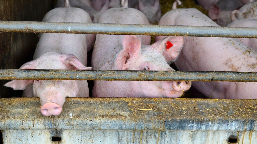 猪拉干粪球怎么办,老兽医教你两块钱搞定,养猪人值得一看!