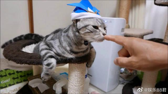 猫咪捅破窗户纸以为就可以出去玩了,没想到还有玻璃挡着,好绝望