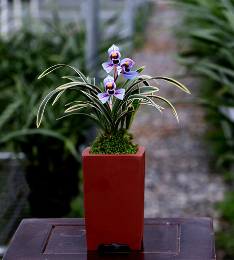 兰花界新宠紫月荷又美又仙花色新奇香味扑鼻