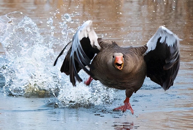要说不生病且顽强,除了鸭子,就得属大鹅了.