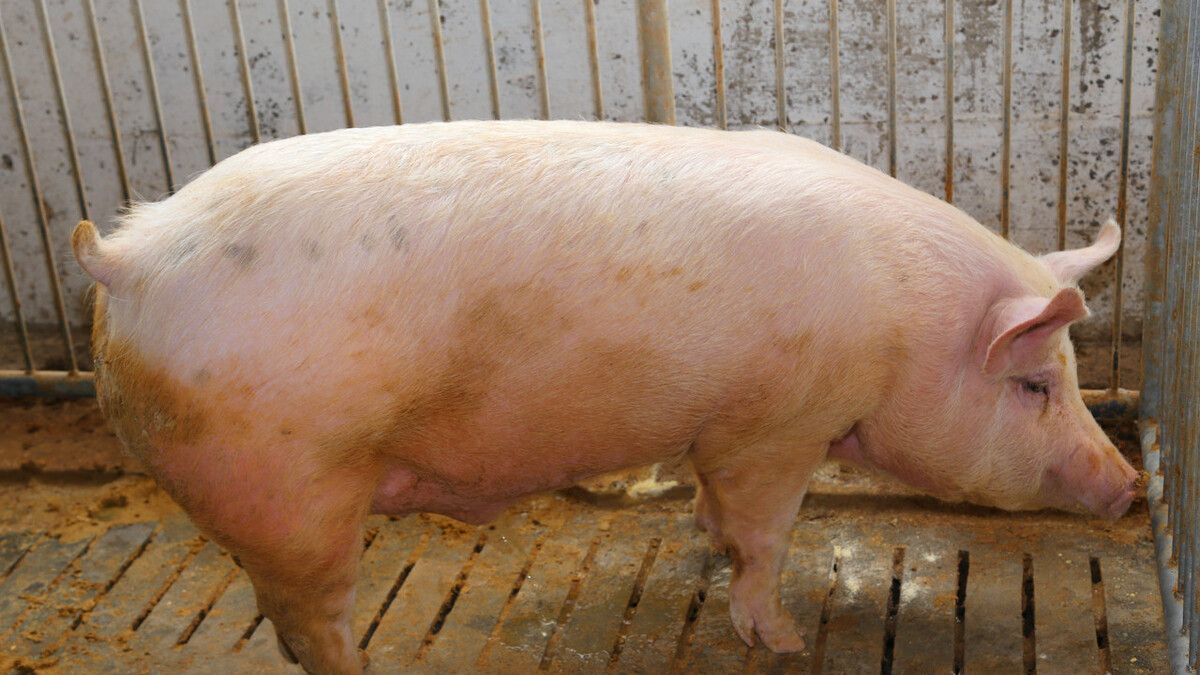 猪拉干粪球怎么办,老兽医教你两块钱搞定,养猪人值得一看!