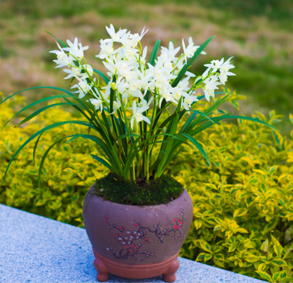 兰花界的新宠白雪公主花色素雅香味扑鼻