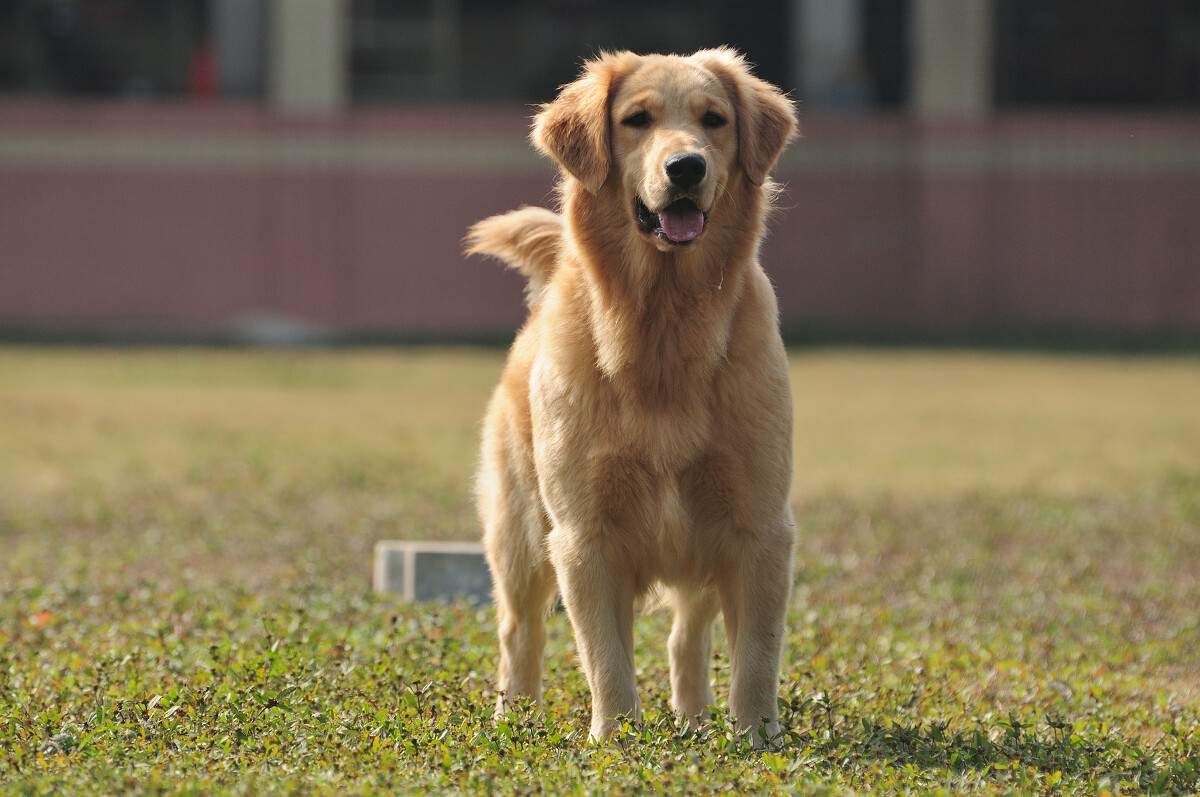 金毛有这5个行为就是在深深地爱着你你知道吗