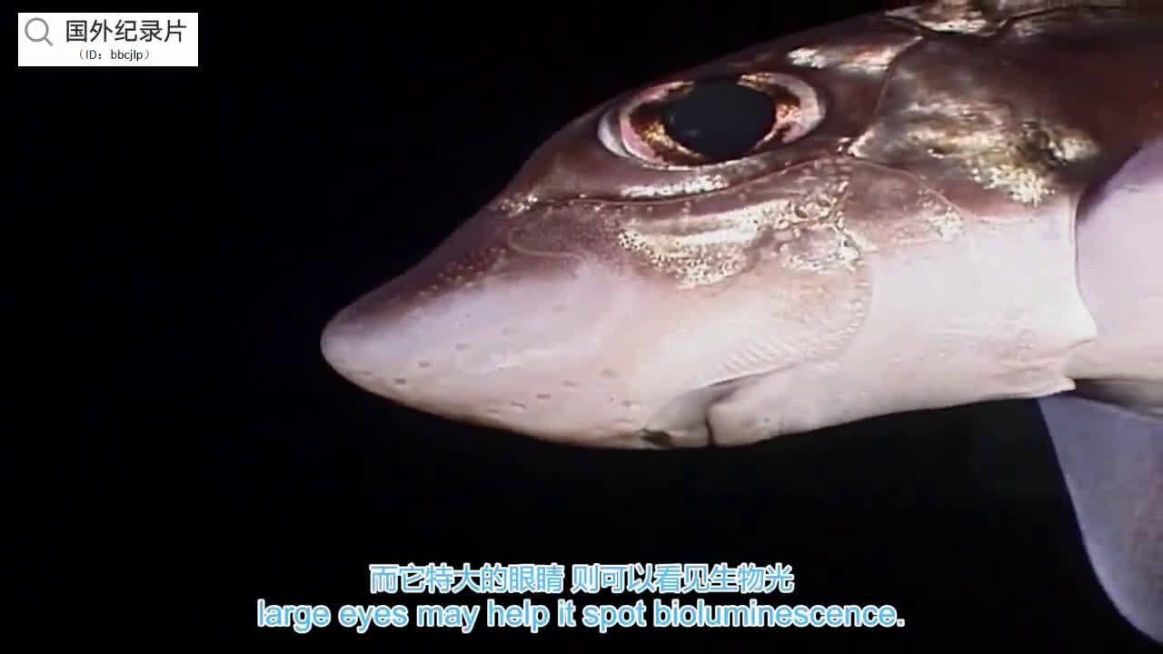 bbc纪录片《蓝色星球》第一季第5集:季节性海域