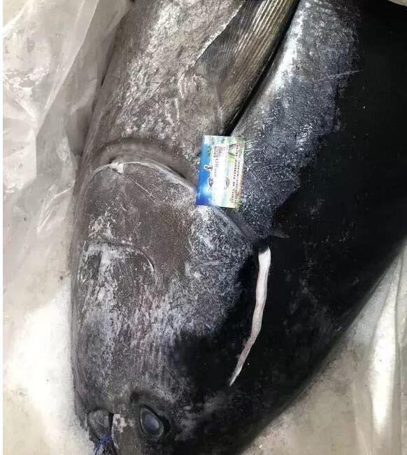 小哥在海里捕获一条重达500斤的天价大鱼真从没见过这么大的鱼