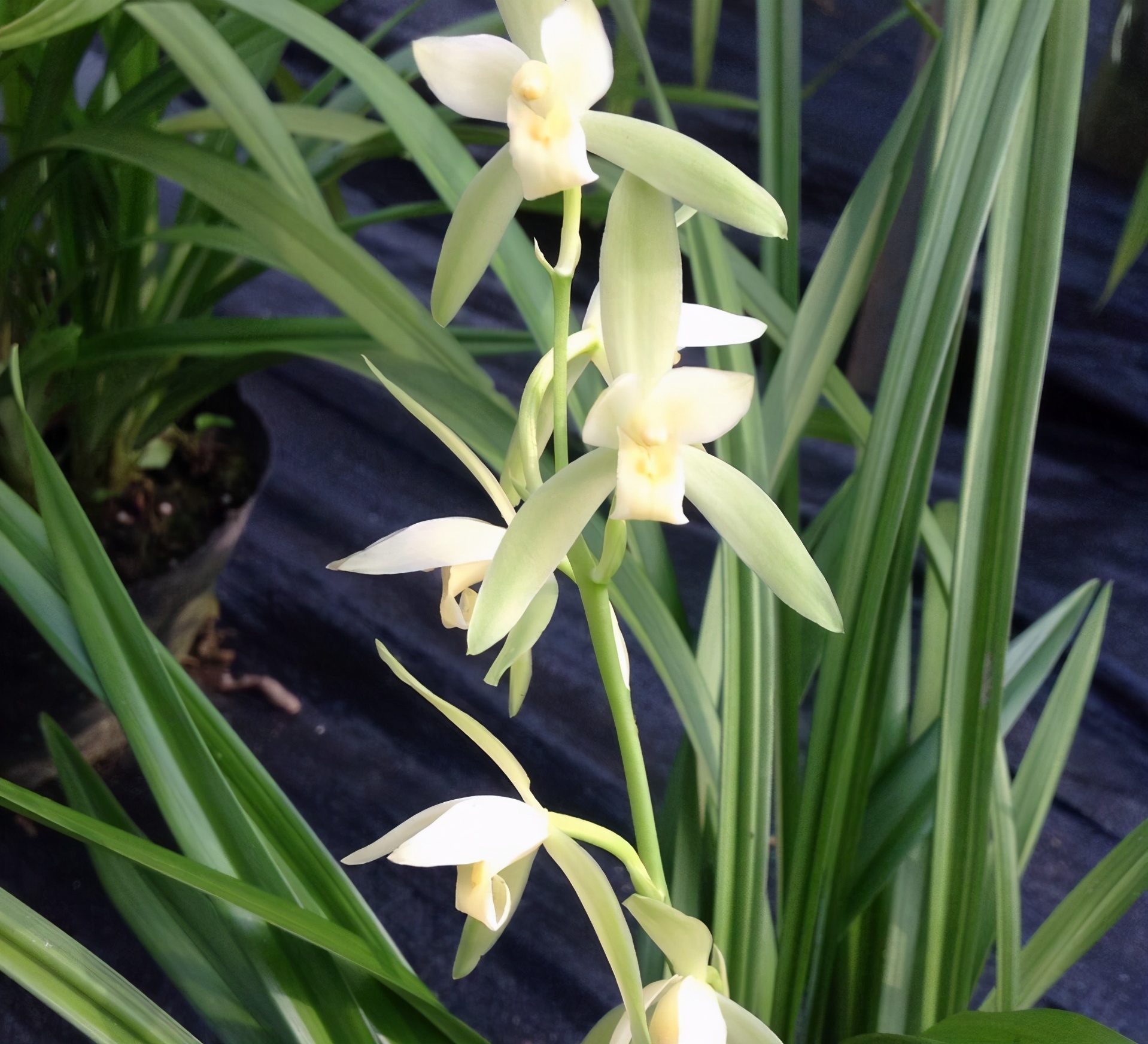 兰花种的上上品大凤素花色素雅香味袭人