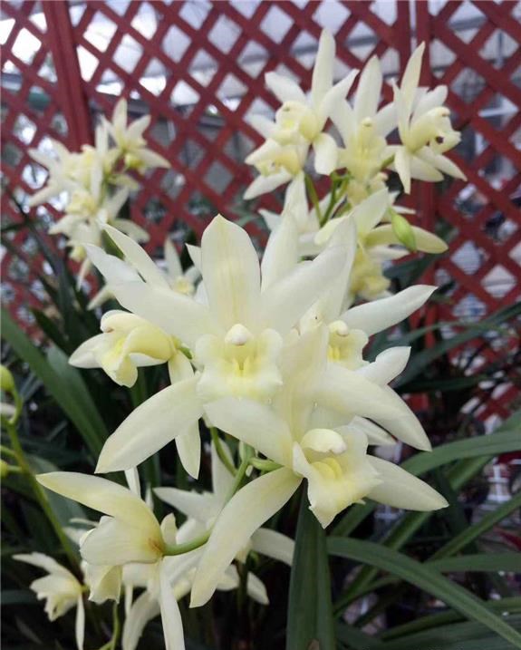 兰花界的新宠白雪公主花色素雅香味扑鼻