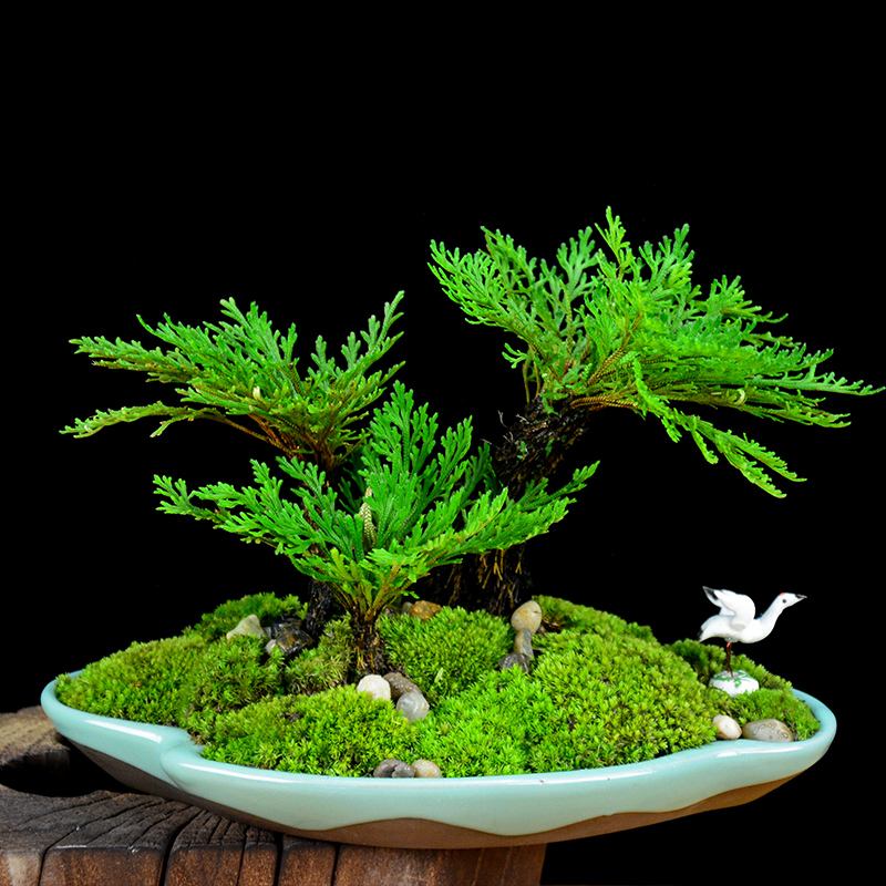 卷柏一款最适合做盆景的绿植遇水则荣生命力强