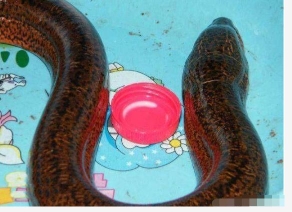 男子在田里捣鼓庄稼,没想抓到了几十斤的大黄鳝