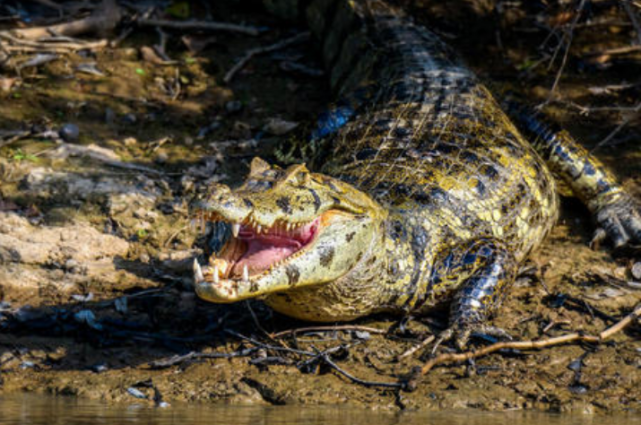 森蚺究竟有多厉害它是食物链的王者横行亚马逊的庞然大物