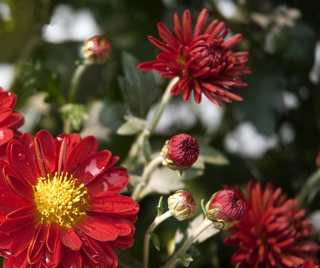 爆盆神器千头菊周年不断花漂亮不输月季