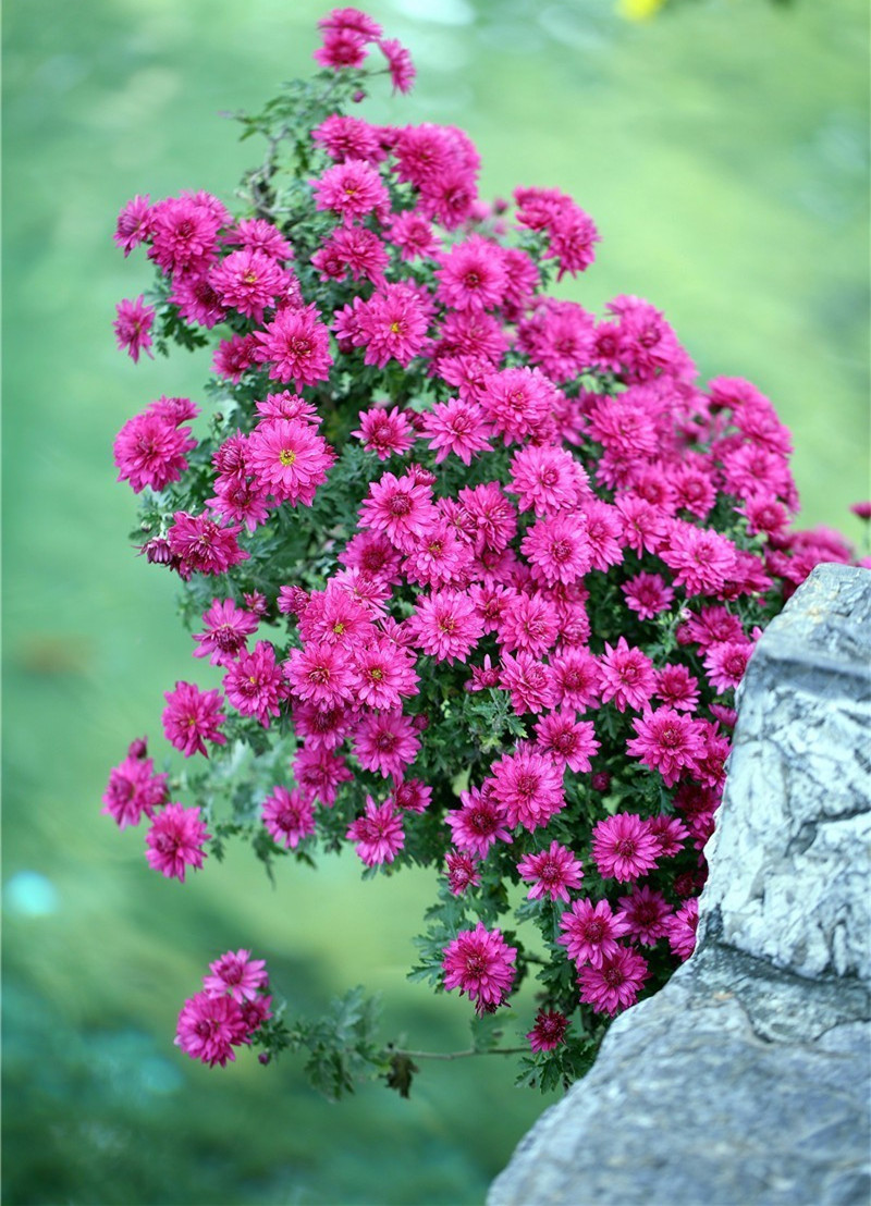 爆盆神器千头菊周年不断花漂亮不输月季