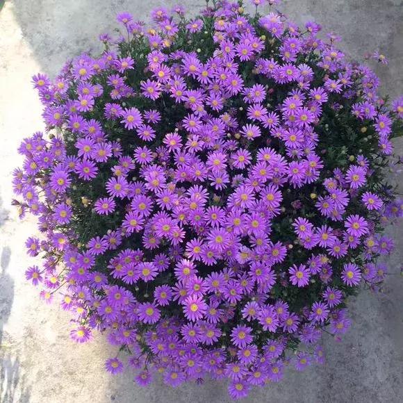 小众花卉姬小菊花色梦幻可以四季花开不断