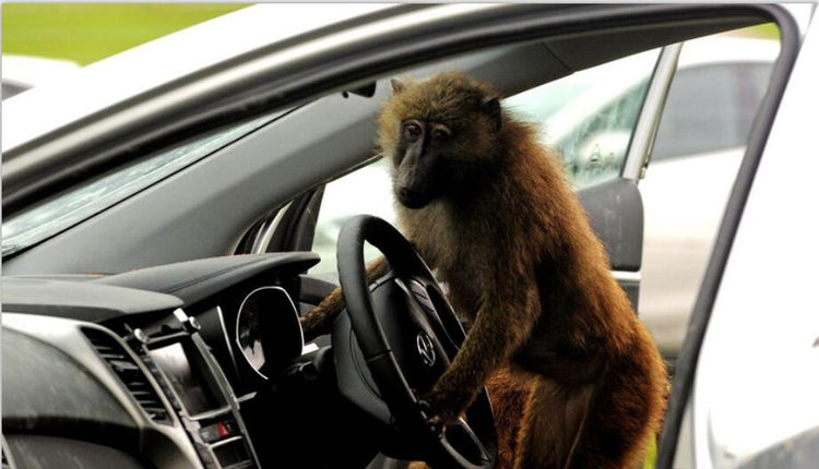 男子开车去动物园却忘记了锁门回头车厢瞬间成了花果山