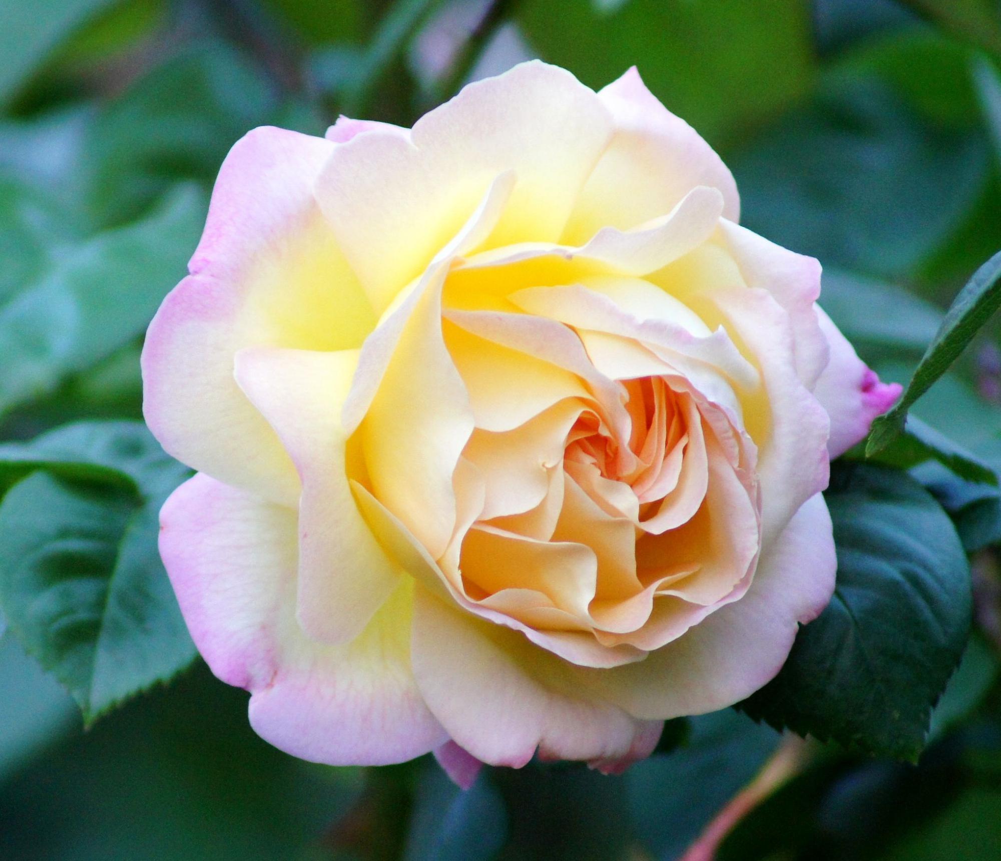 这2种花色彩丰富哪怕不好养也想买养不好的原因听我分析