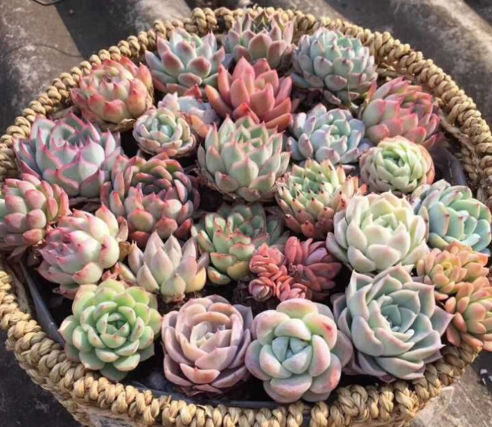 微博搜索 微博搜索