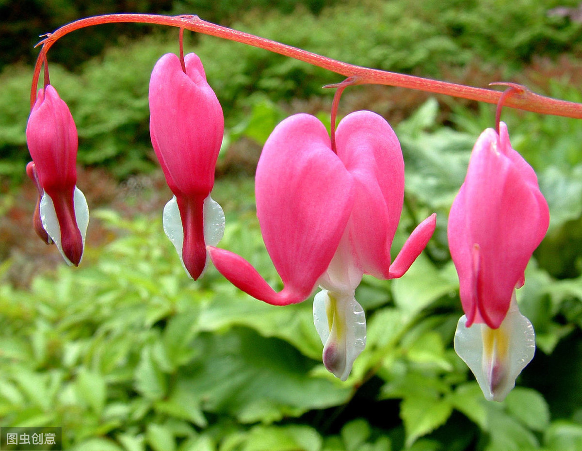 喜欢吊灯花?养"珍稀花卉"荷包牡丹,粉嫩如荷包,叶片似牡丹