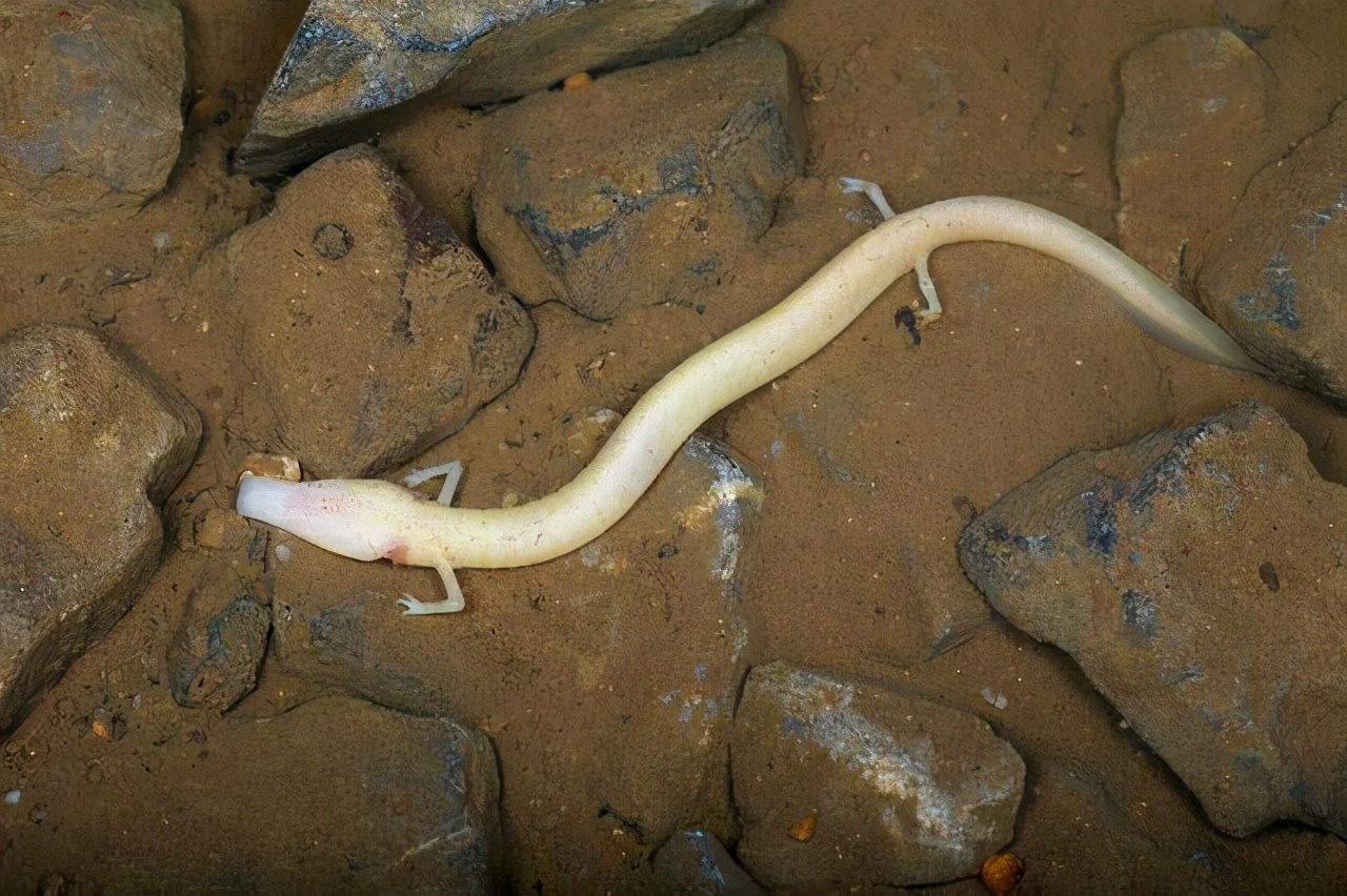 现实版魔窟科学家在500万年前洞穴发现大量变异生物