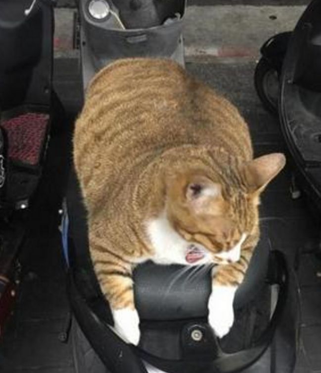 男子发现车上多了只猫咪，联系猫主人后，说的原因让他哭笑不得休闲区蓝鸢梦想 - Www.slyday.coM