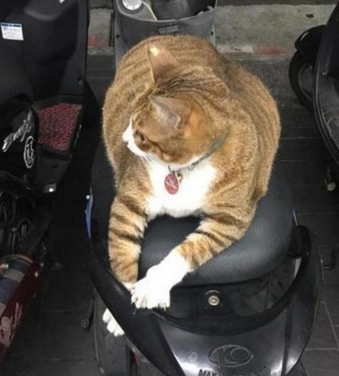 男子发现车上多了只猫咪，联系猫主人后，说的原因让他哭笑不得休闲区蓝鸢梦想 - Www.slyday.coM