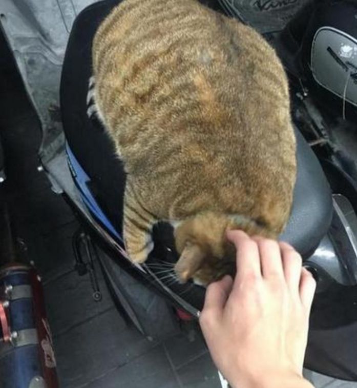 男子发现车上多了只猫咪，联系猫主人后，说的原因让他哭笑不得休闲区蓝鸢梦想 - Www.slyday.coM