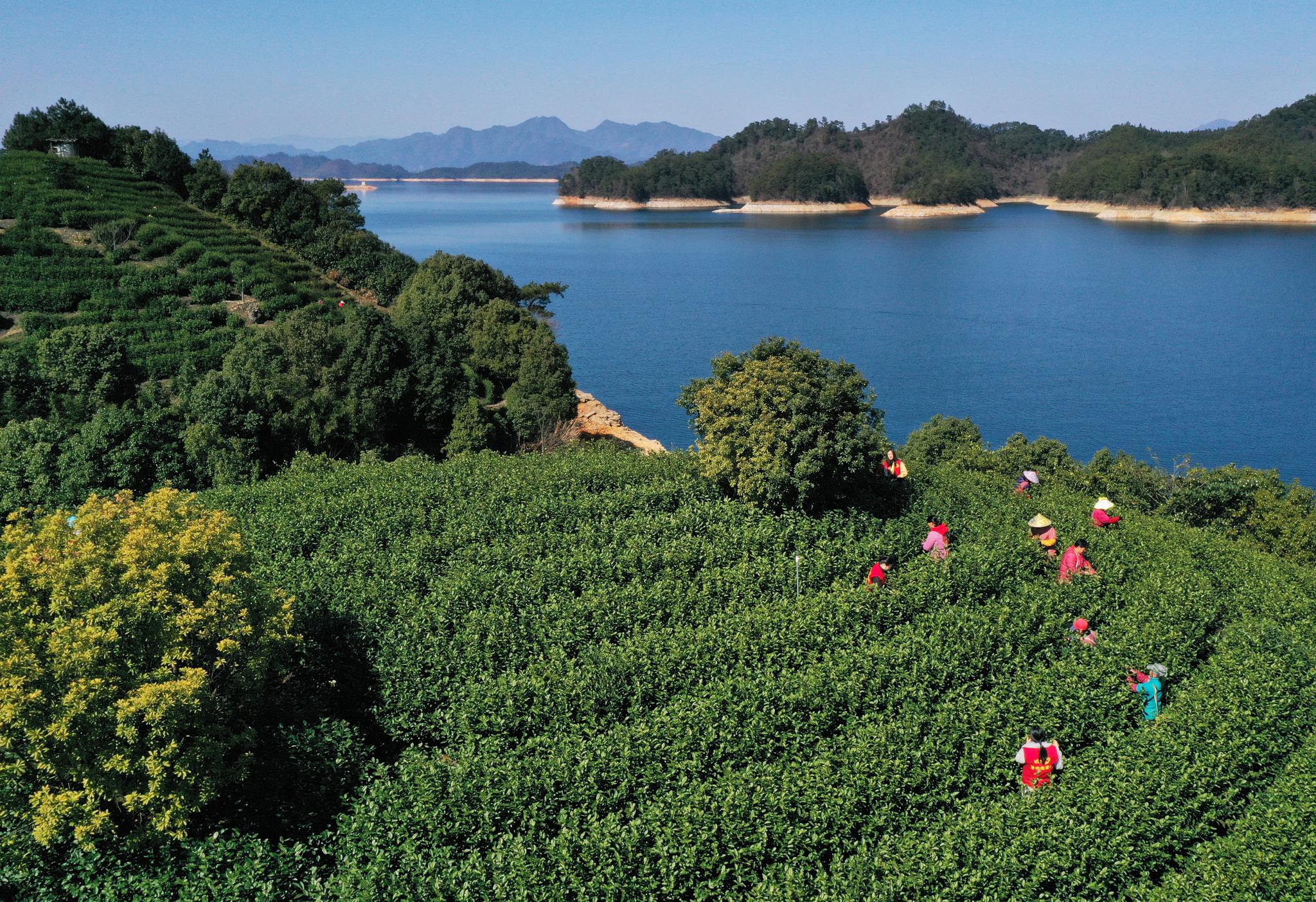 淳安湖上茶园采收忙