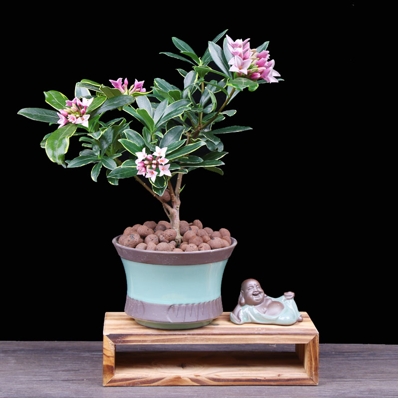 金边瑞香|花卉|叶片_新浪新闻