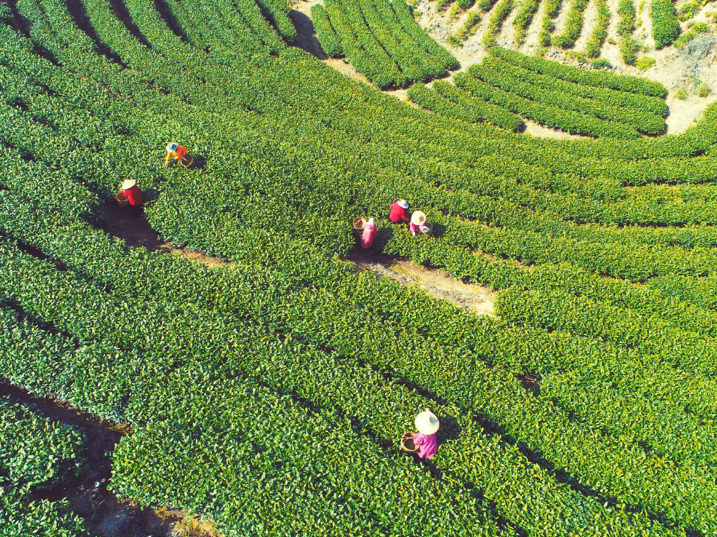 福建霞浦元宵茶开采