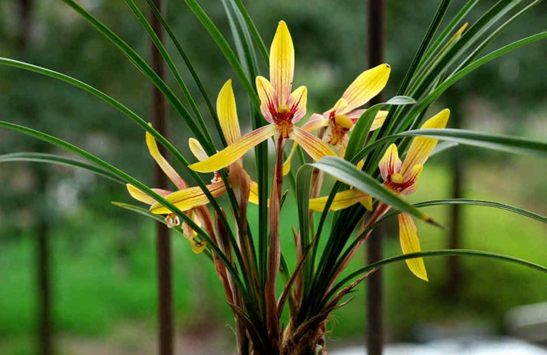 兰花不开花做到这几点