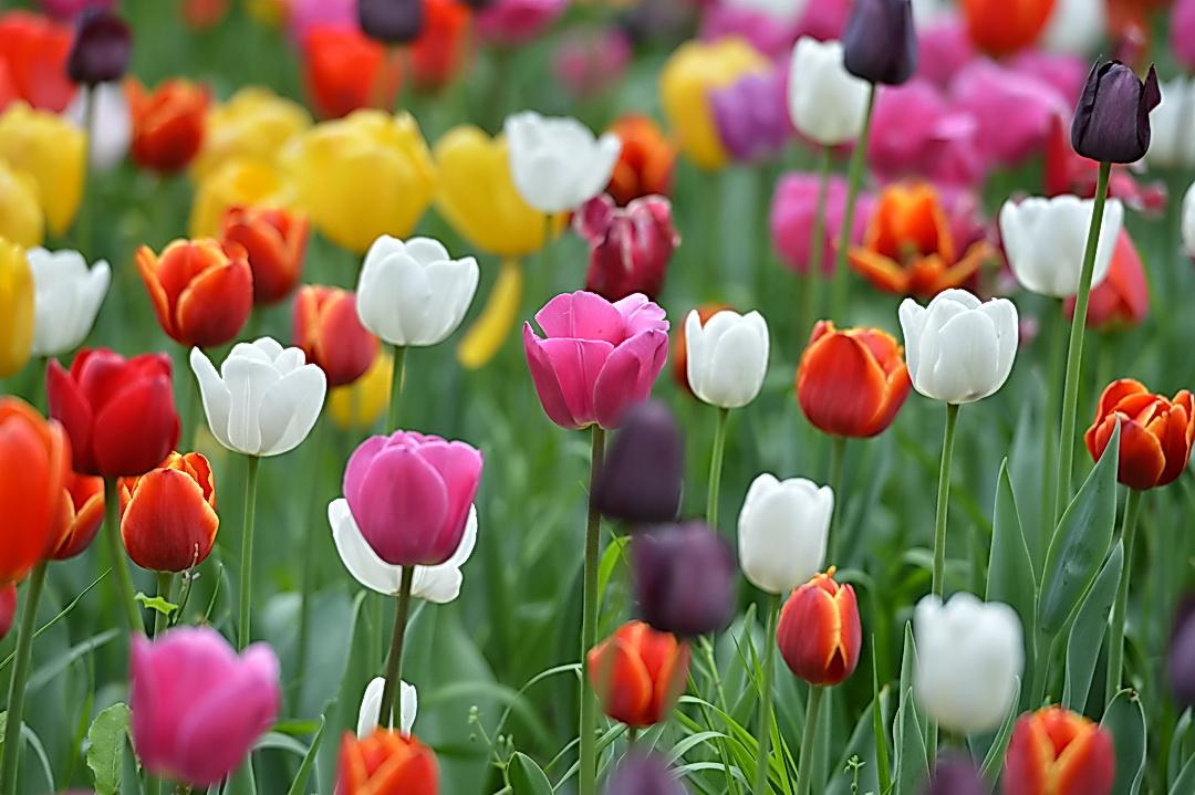 美女总裁的最强高手