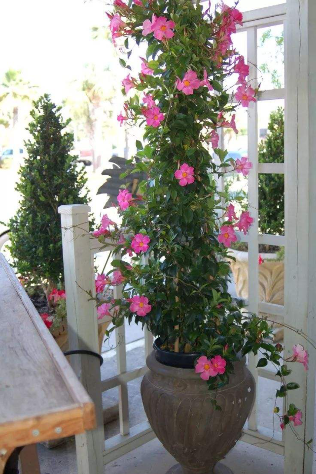 家里养飘香藤,避开这4点,才能枝繁叶茂!