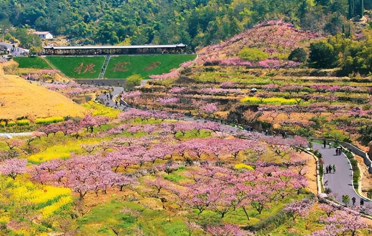 杭州郊区的阳山畈村春天旅游好去处距离杭州仅90公里