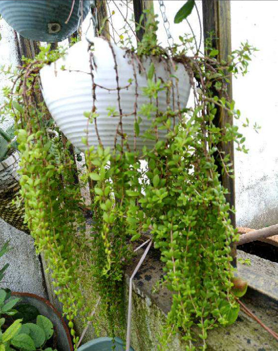 垂盆草生命力顽强做好这4点轻松长爆盆