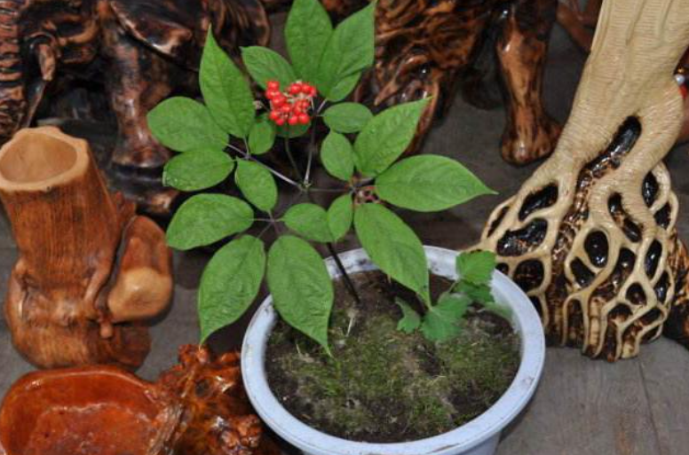 人参可以室内盆栽掌握窍门栽培它不仅可观叶而且可观果