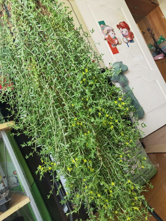 垂盆草生命力顽强做好这4点轻松长爆盆