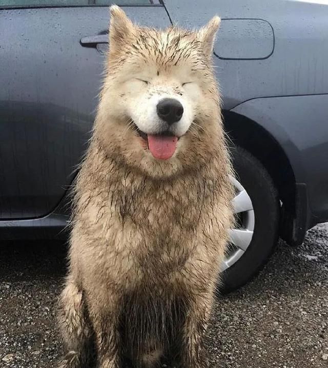 "我叫绿毛,刚刚改的名字"|狗子|汪界|名字_新浪新闻