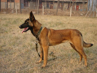 马犬为什么能成为警犬这7个原因太优秀了