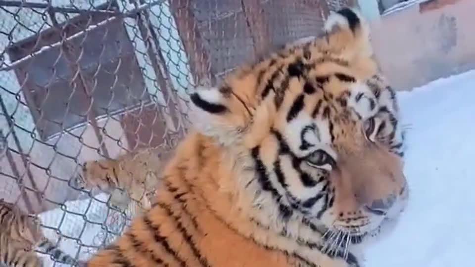 小胖老虎:大概我是个异类,他们都不跟我玩,我太难受了