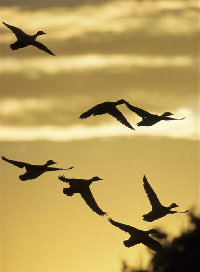 鸟儿生存的意义就在于在天空中飞翔