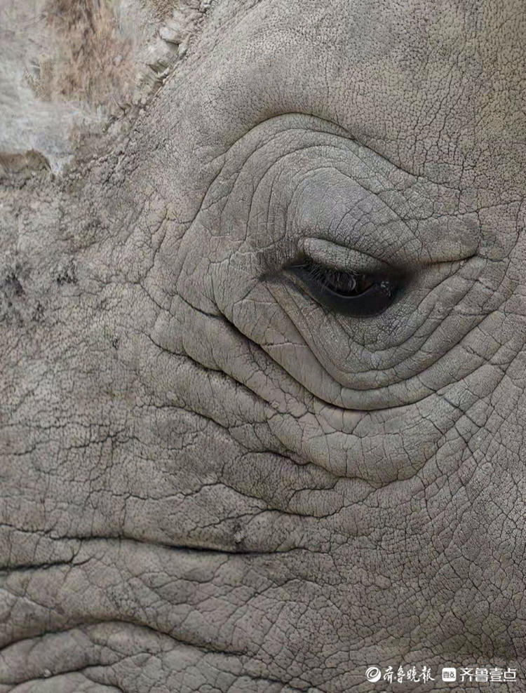 犀牛的眼睛,是不是很有沧桑感